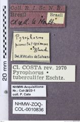 Etikette zu Pyrophorus tuberculifer (NHMW-ZOO-COL-0010836)